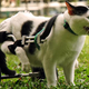 via pet360.com